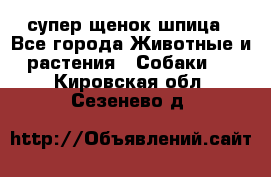 супер щенок шпица - Все города Животные и растения » Собаки   . Кировская обл.,Сезенево д.